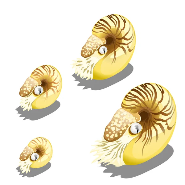 Fáze růstu měkkýš Pompiliuse Nautilus izolovaných na bílém pozadí. Mořští živočichové. Vektorové ilustrace. — Stockový vektor