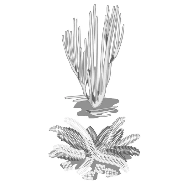 Conjunto de algas extintas descoloridas aisladas sobre fondo blanco. ilustración de primer plano de dibujos animados vectoriales . — Vector de stock