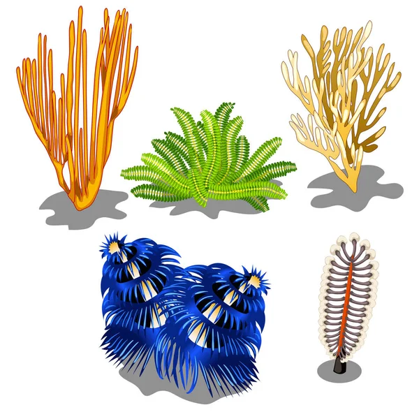 Conjunto de algas marinhas coloridas e criaturas subaquáticas isoladas em fundo branco. Ilustração vetorial . —  Vetores de Stock