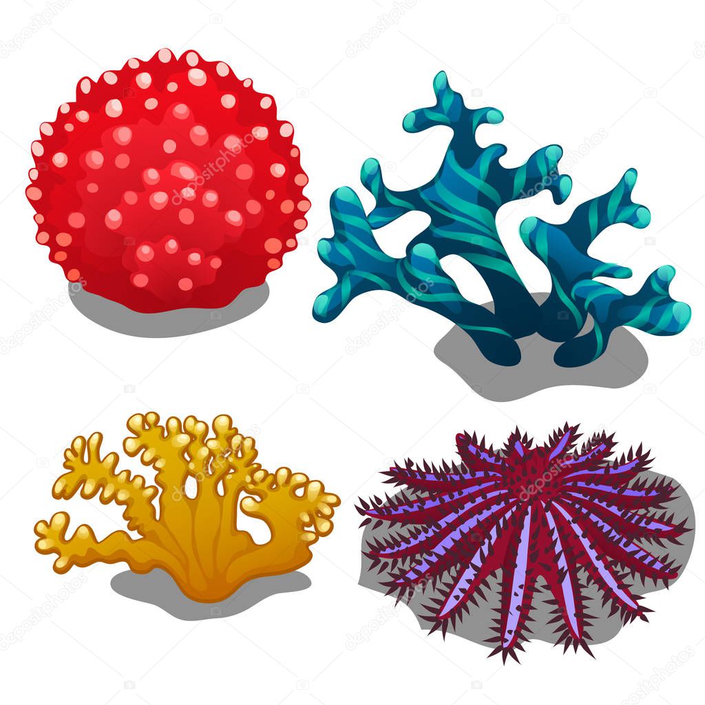 Set of colorful corals isolated on white background. Crown of thorns starfish or seastar Acanthaster planci. Vector illustration.