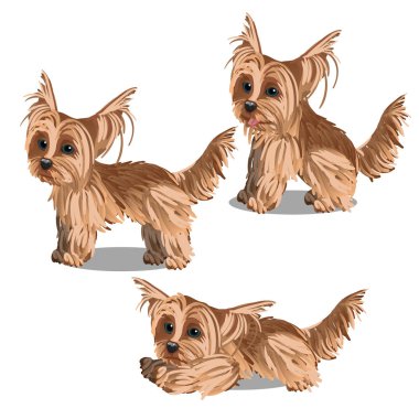 Beyaz arka plan üzerinde izole karikatür animasyonlu Yorkshire Terrier köpek yavrusu kümesi. Vektör çizgi film illüstrasyon yakın çekim.