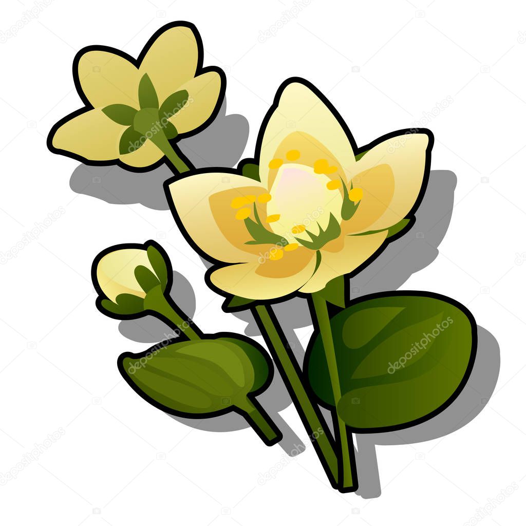 Yellow flowers of caltha or Caltha palustris isolated on white background. Vector cartoon close-up illustration.