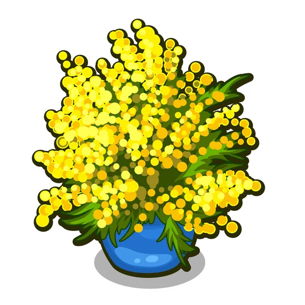 Buquê de Mimosa em vaso azul. Flores de primavera isoladas em fundo branco. Desenhos animados vetoriais ilustração close-up . — Vetor de Stock