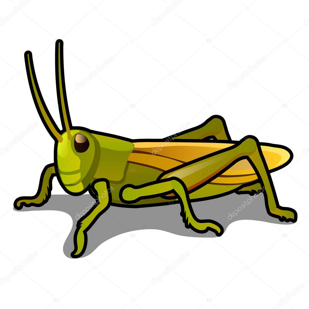 Green grasshopper isolated on a white background. Locusts. Pests of agriculture. Vector cartoon close-up illustration.