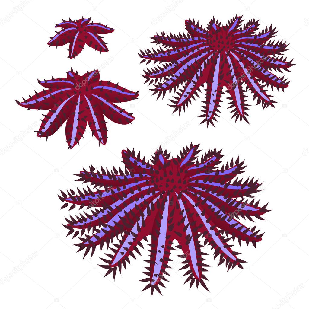 The growth stage of crown of thorns starfish or seastar or Acanthaster planci isolated on white background. Vector illustration.