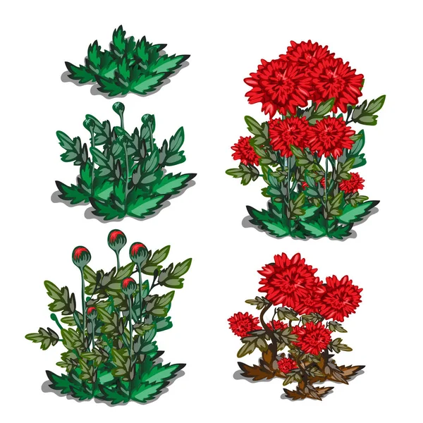Estágios de vida da flor vermelha isolada no fundo branco. Desenhos animados vetoriais ilustração close-up . — Vetor de Stock