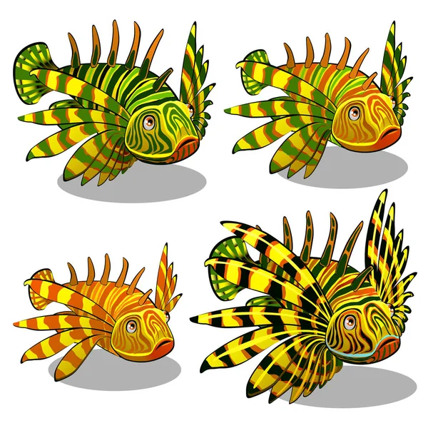 A készlet szakaszában egyre nagyobb piros lionfish, vagy a Pterois volitans elszigetelt fehér background. Színes Zebradánió termékcsalád. Vektoros illusztráció. — Stock Vector