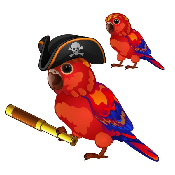 红鹦鹉在一个竖起的帽子海盗与望远镜。热带驯服的鸟在白色背景被隔绝。动画矢量插图. — 图库矢量图片
