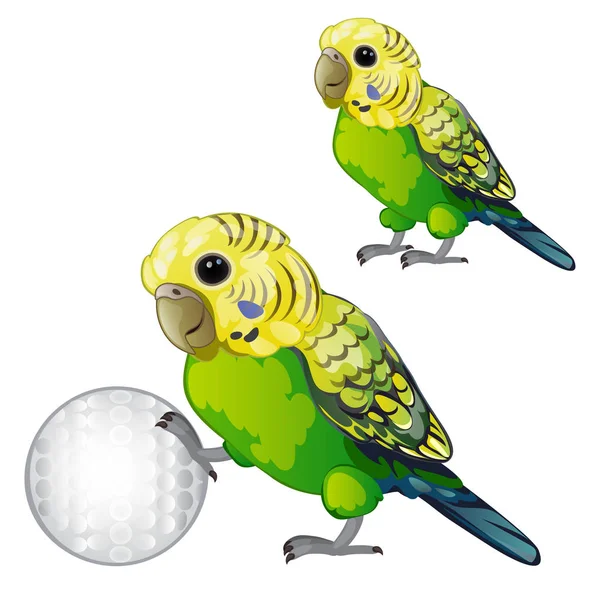 Loro verde ondulado o periquito aislado sobre fondo blanco. Tropical domesticated bird rolls the ball. Ilustración vectorial animada . — Vector de stock