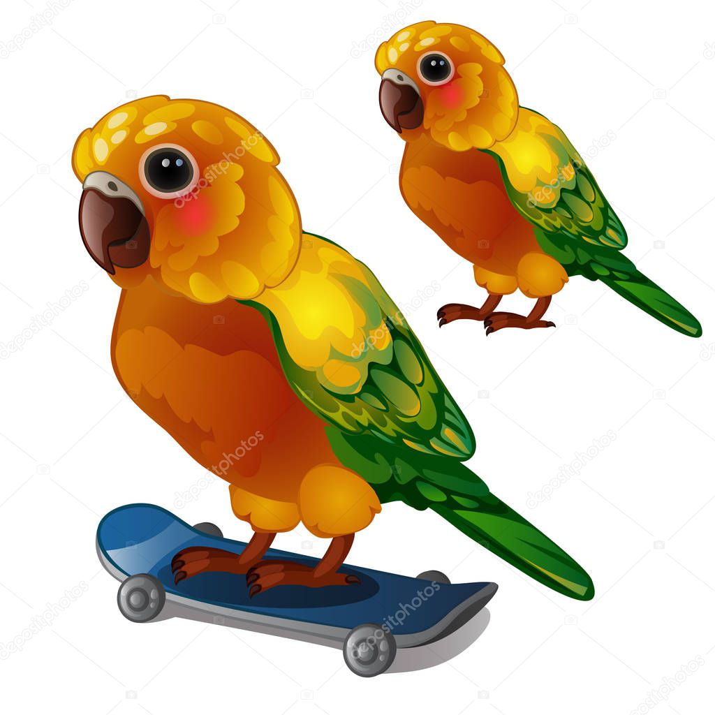 Colorful Sun Conure Parrot rides his skateboard. Tropical tamed bird is isolated on a white background. Animated vector illustration.