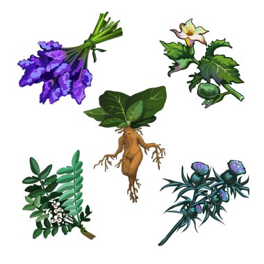 Zehirli bitkiler beyaz arka plan üzerinde izole kümesi. Büyülü iksir için malzemeler. Yaygın porsuk ya da porsuk (bitki) baccata, Mandrake Kökü, Thornapple veya tatula tatula, Milk Thistle veya Silybum marianum