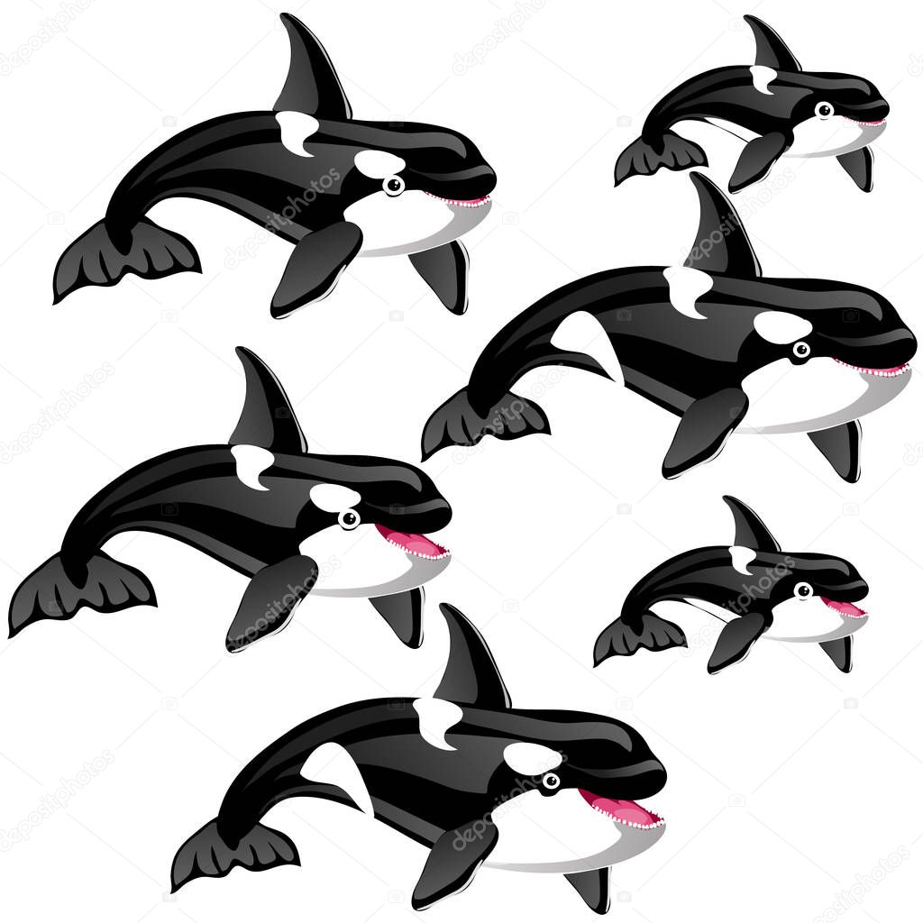 The set of stages of a growing killer whale or orca isolated on a white background. Vector illustration.