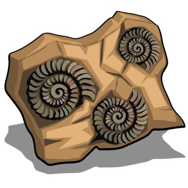 Beyaz bir arka plan üzerinde izole ammonit fosilleşmiş kabuk kümesi. Vektör karikatür yakın çekim Şekil.