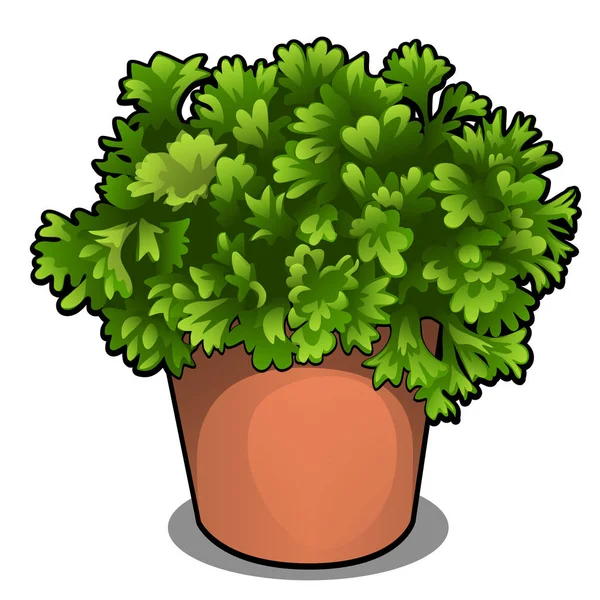 Lush bush of parsley in a pot. Herbs for cooking isolated on white background. Vector cartoon close-up illustration. — Stock Vector