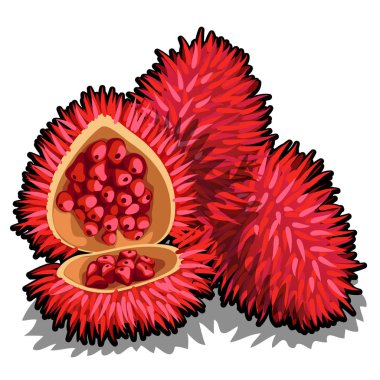 Set of whole and half of ripe Annatto tree fruit or Bixa orellana. Element of a popular seasoning for marinate. Tropical fruits isolated on a white background. Vector illustration. clipart