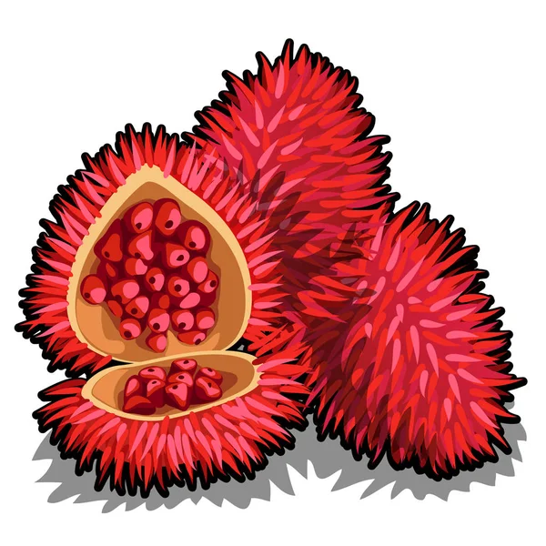 Uppsättning av hela och halva mogen Annatto träd frukt eller Bixa orellana. Element i en populär krydda för marinate. Tropiska frukter isolerad på en vit bakgrund. Vektorillustration. — Stock vektor