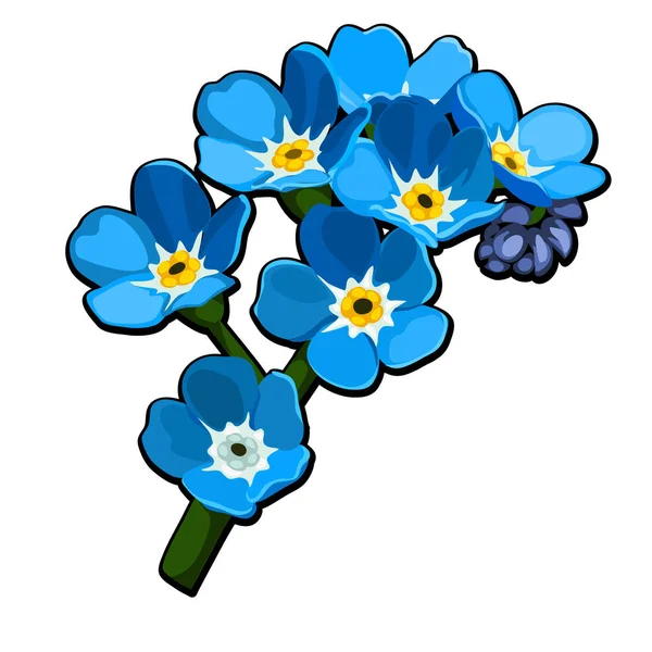 Hermosas flores cortadas de color azul Myosotis Arvensis o Campo Forget-me-not, Común Forget-me-no aislado sobre fondo blanco. Ilustración vectorial . — Archivo Imágenes Vectoriales