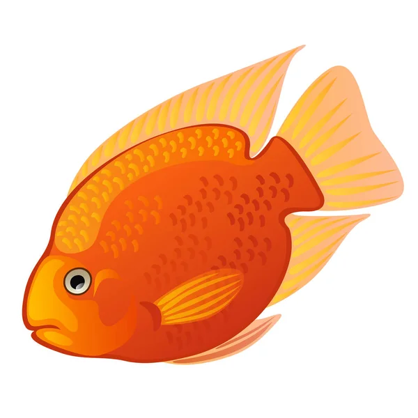 Tropiska tecknade fisk orange Midas ciklid eller Amphilophus citrinellus isolerad på vit bakgrund. Vektorillustration. — Stock vektor