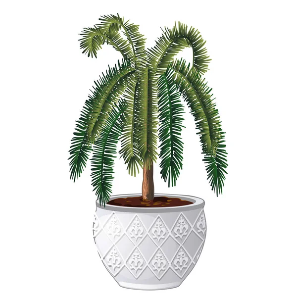 Office palm tree isolated on white background. Vector cartoon close-up illustration. — Stock Vector