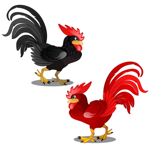 Two animated cartoon rooster black and red isolated on white background. Vector cartoon close-up illustration. — Stock Vector