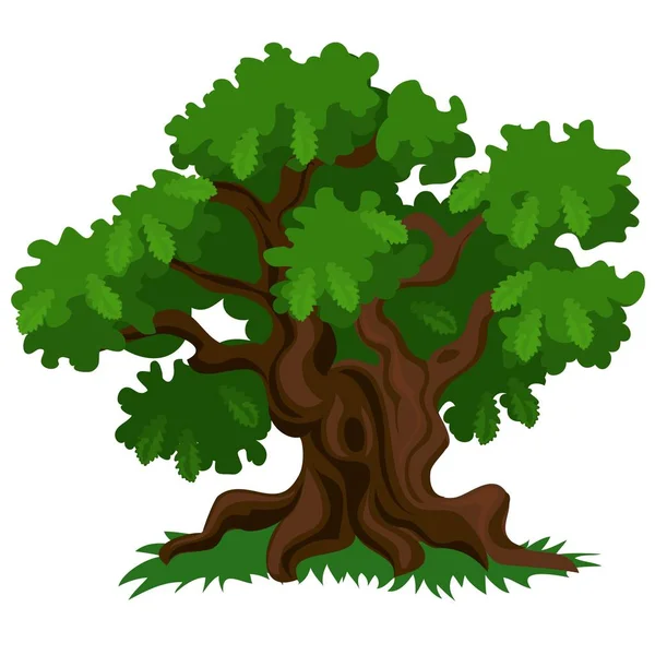 A lombhullató Tölgy fa, zöld levelek és elszigetelt fehér background friss fű. Vektor rajzfilm közeli illusztrációs. — Stock Vector