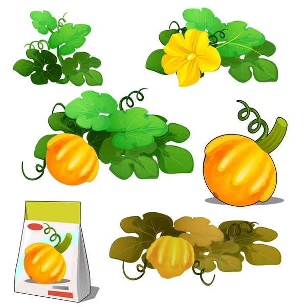 農業植物オレンジ patisson またはブッシュのカボチャが白い背景で隔離の生活の段階のセットです。種子の貯蔵のための包装を紙します。ベクトル漫画のクローズ アップ実例. — ストックベクタ