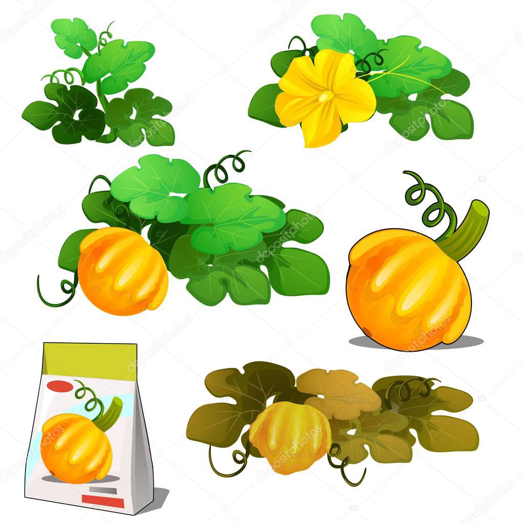 Set of stages of life of a agricultural plant orange patisson or bush pumpkin isolated on white background. Paper packaging for storage of seeds. Vector cartoon close-up illustration.