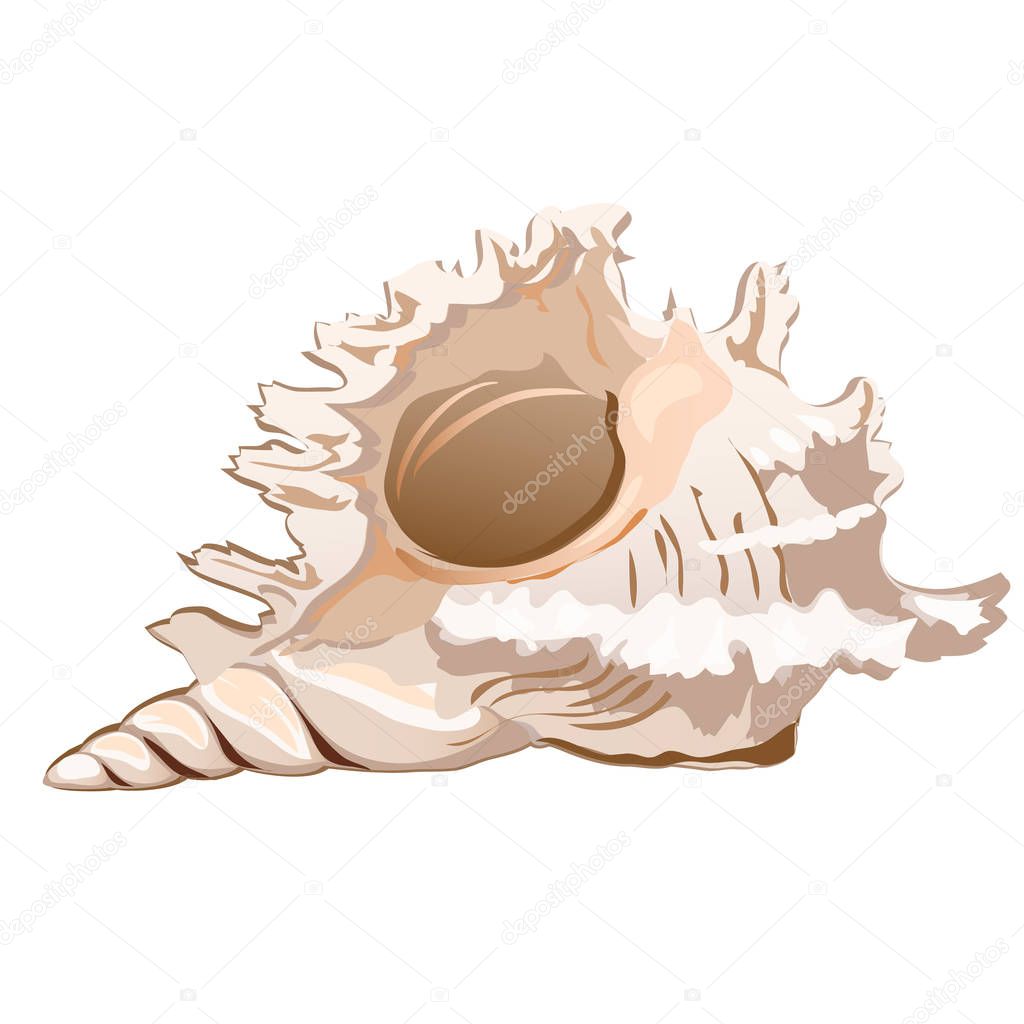 Beautiful seashell murex ramosus or Chicoreus ramosus isolated on a white background. The object of conchology, collecting a souvenir. Vector close-up illustration.