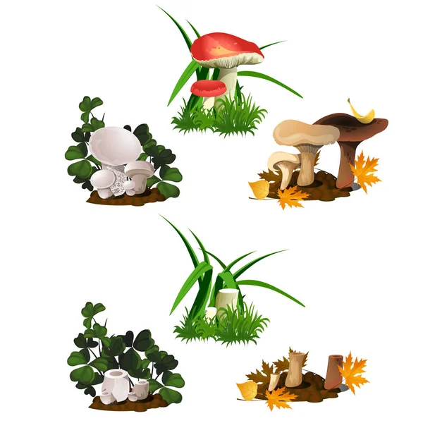 Set of mushrooms isolated on white background. Cut and whole edible wild forest mushrooms. Sketch for a poster on theme of nature Golden autumn. Vector cartoon close-up illustration. — Stock Vector