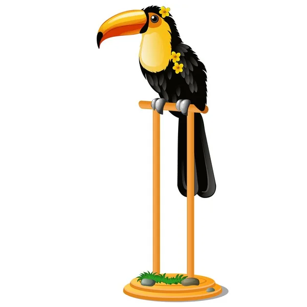 Bellissimo uccello toucan seduto su un trespolo di legno isolato su sfondo bianco. Illustrazione ravvicinata del fumetto vettoriale . — Vettoriale Stock