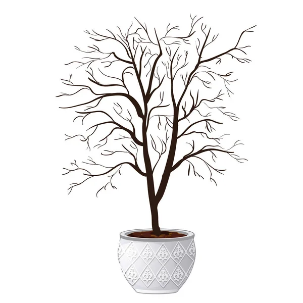 Árbol doméstico compacto en maceta ornamental dejó caer hojas aisladas sobre fondo blanco. ilustración de primer plano de dibujos animados vectoriales . — Vector de stock