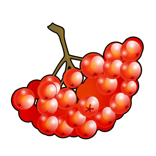 Bund roter Vogelbeeren isoliert auf weißem Hintergrund. Vektorillustration. — Stockvektor