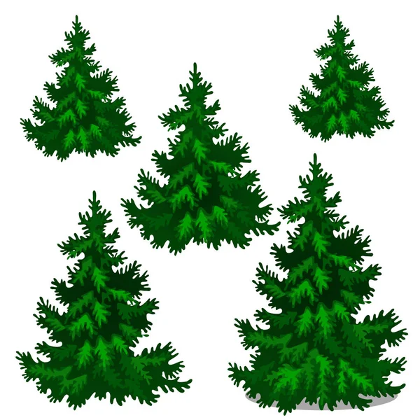Die Etappen des Wachsens von Fichten oder Weihnachtsbäumen isoliert auf weißem Hintergrund. Vektor-Karikatur in Nahaufnahme. — Stockvektor