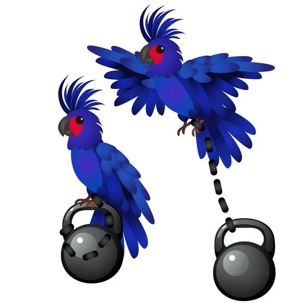Der blaue Papagei ist an das Gewicht gebunden, isoliert auf weißem Hintergrund. Vektor-Karikatur in Nahaufnahme. — Stockvektor