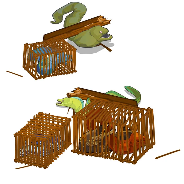Set of moray eels caught in the wooden cage isolated on white background. Vector cartoon close-up illustration. — Stock Vector