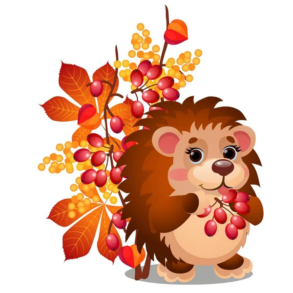 Cheerful smiling hedgehog eats ripe berries of viburnum and autumn leaves isolated on white background. Vector cartoon close-up illustration. — Stock Vector