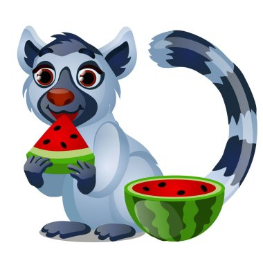 Sevimli lemur beyaz arka plan üzerinde izole olgun sulu karpuz yiyor. Vektör karikatür yakın çekim illüstrasyon.