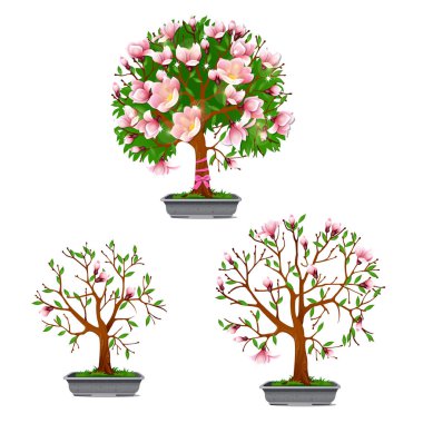 Beyaz bir arka plan üzerinde izole bonsai açelya çiçeklenme büyüme aşaması. Karikatür vektör yakın çekim illüstrasyon.