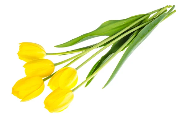 Jardín fresco tulipanes amarillos — Foto de Stock
