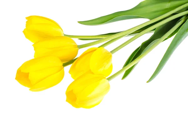 Jardín fresco tulipanes amarillos —  Fotos de Stock