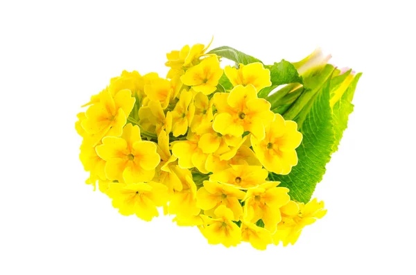 Kleine boeket van gele primrose — Stockfoto