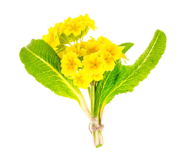 Маленький букет желтого первоцвета
