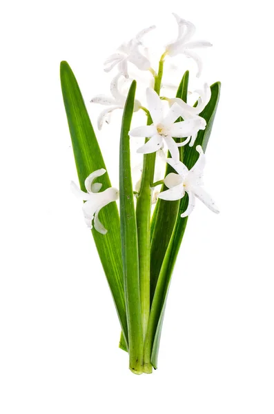 Spring hyacinth flower — Stock Photo, Image