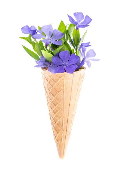 Kreativ layout och sammansättning av waffle cone och trädgård blommor — Stockfoto