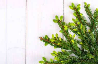 Çam dalları ile genç yeşil sürgünler