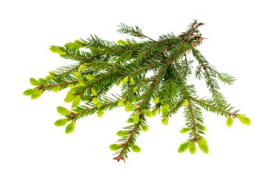 Çam dalları ile genç yeşil sürgünler