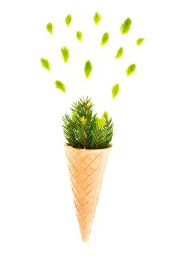 Minimalizm, gözleme koni ve köknar kavramı şubeleri