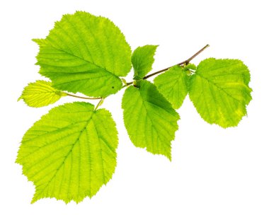 Ağaç dalları ile genç yeşil yaprakları