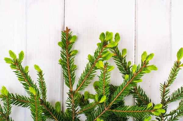 Spruce branches with young green shoots — Stock Photo, Image