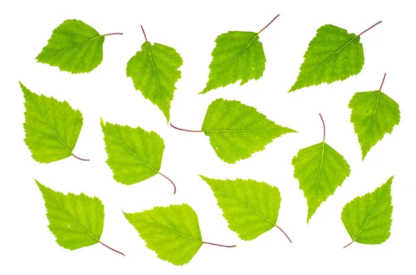 Young birch leaves on white background — Stock Photo, Image
